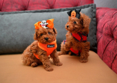 Korekan toy poodle yavrularımız